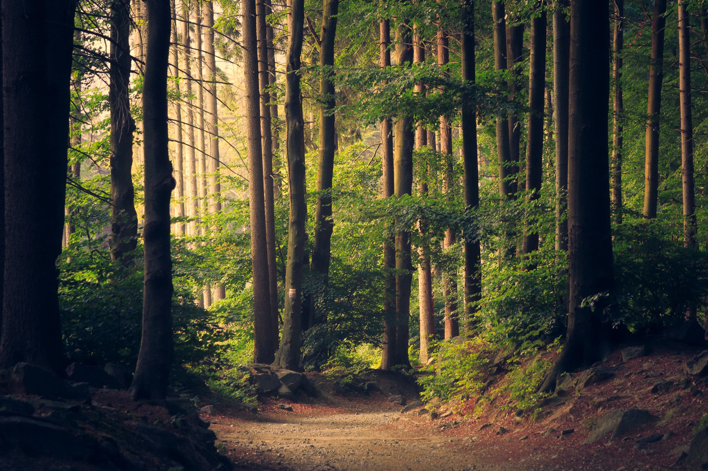Forest of tall trunks with morning light crossing the leaves and illuminating the ground